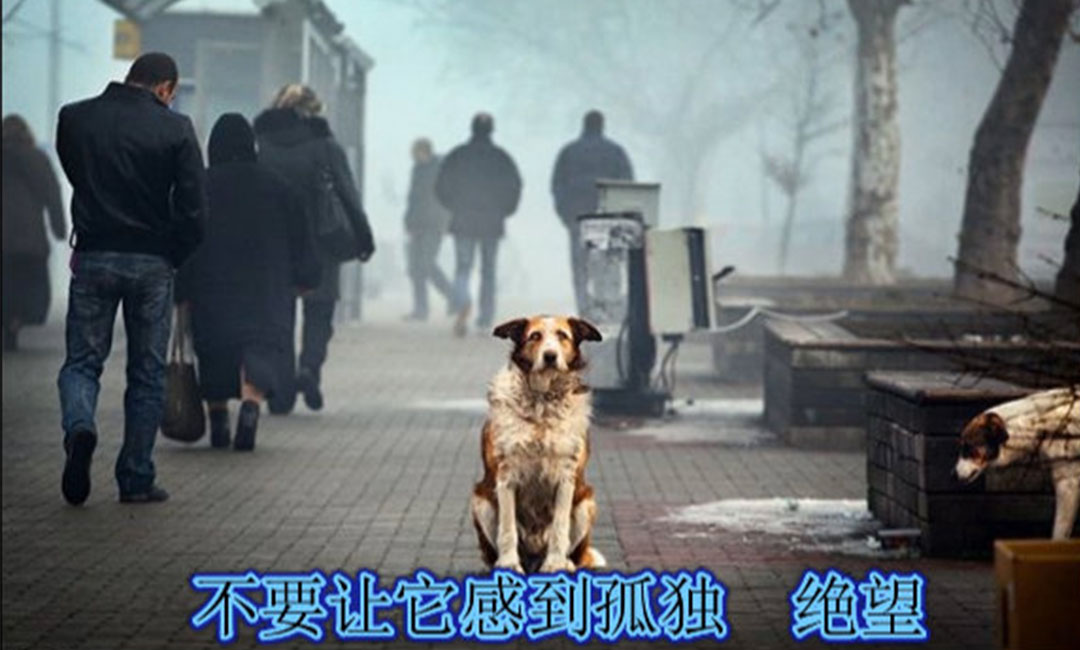 西藏西藏爱影圈微博微信转发案例
